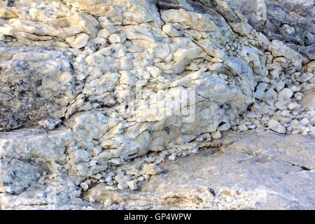 Capo naso bianco in stretto di Ugra dal Mar di Barents Mare di Kara, Oceano Artico Foto Stock