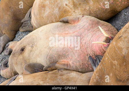 Rookery: Atlantico trichechi dormire sulla spiaggia vicino a ciascun altro Foto Stock