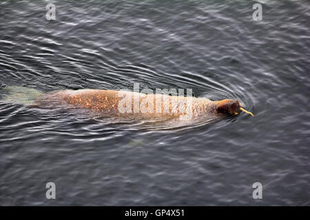 Atlantic tricheco con una zanna galleggia sulla superficie del mare Foto Stock