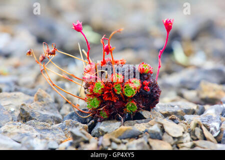 Curtin tiny sassifraga nel deserto pietroso - protezione dal freddo e l'asciugatura Foto Stock