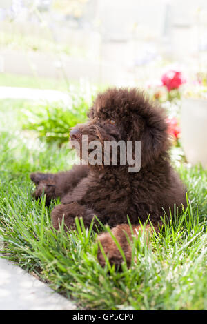 Carino il cioccolato ricci labradoodle cucciolo di cane stabilisce in erba Foto Stock