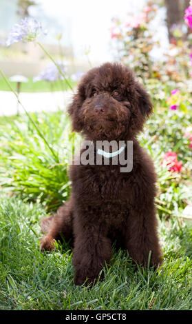 Carino il cioccolato ricci labradoodle cucciolo di cane sta nell'erba da un bellissimo giardino di fiori. Foto Stock