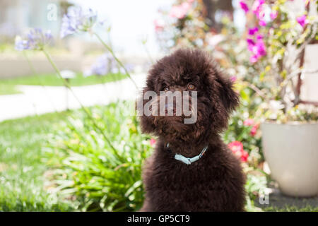 Carino il cioccolato ricci labradoodle cucciolo di cane stabilisce in erba Foto Stock