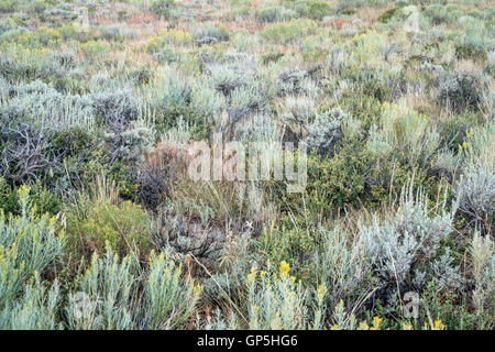 Tarda estate arazzo di fiori selvatici, sagebrush e altri arbusti nel parco del Nord del Colorado Foto Stock