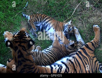 Sumatra due cuccioli di tigre nata recentemente allo Zoo di Londra, non ancora sessuati o named, giocare con la loro madre Melati in lo zoo di Tiger World enclosure. Foto Stock