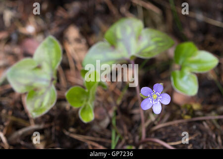 Liverleaf (Hepatica nobilis) Foto Stock