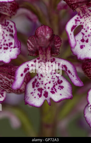 Primo piano di una Signora Orchidea (Orchis purpurea) fiore Foto Stock