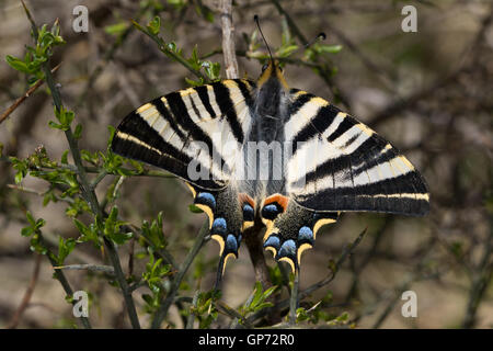 Southern scarse a coda di rondine (Iphiclides podalirius feisthamelii) farfalla Foto Stock