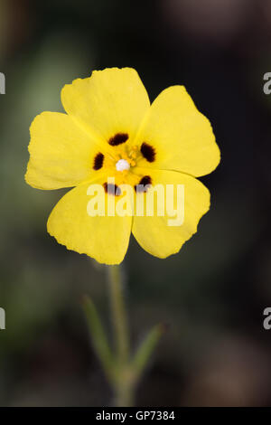 Annuale di Rock Rose (Tuberaria guttata) fiore Foto Stock