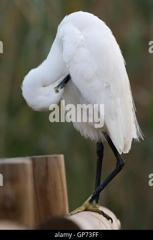 Garzetta (Egretta garzetta) preening sotto la sua ala mentre permanente sulla recinzione di legno Foto Stock