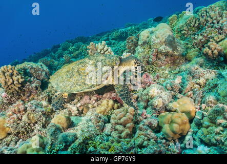 Un hawksbill tartarughe marine, Eretmochelys imbricata, subacquea sull'oceano pavimento alimentazione su una scogliera di corallo, oceano pacifico, Polinesia Foto Stock