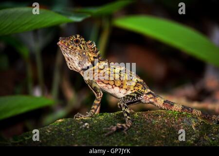 Femmina angolo bornean capo-lizard Foto Stock