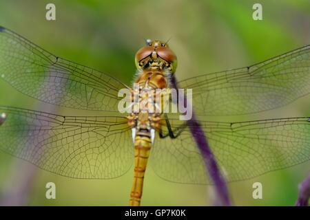 La fotografia macro shot di ambra dragonfly su impianto viola Foto Stock