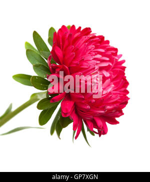 Rosa scuro aster annuale isolati su sfondo bianco Foto Stock