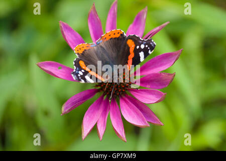 Red admiral farfalla sulla echinacea Foto Stock
