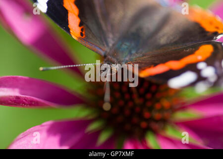 Red admiral farfalla sulla echinacea Foto Stock