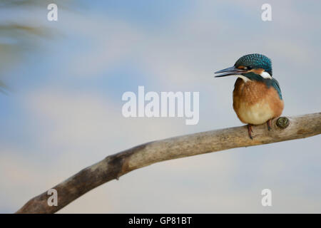 Comuni / Kingfisher Eisvogel ( Alcedo atthis ), giovane pulcino, appollaiato su un bastone di legno, Elemosinare il cibo. Foto Stock