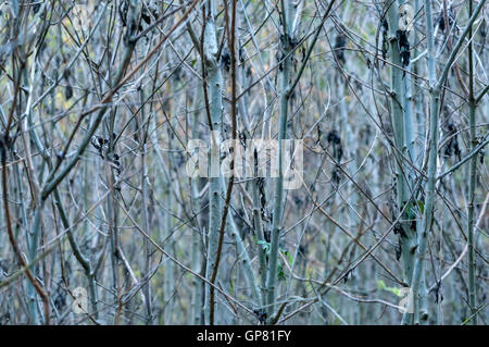 Prove di deperimento di cenere su giovani alberelli a Elhampark legno, Stelling Minnis, Kent. Foto Stock