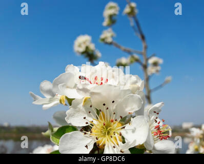 Filiale di una fioritura di pera bianco fiori su sfondo del paese in una bella giornata di primavera Foto Stock