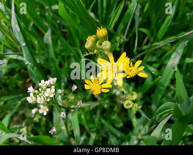 Fresco verde erba con rugiada e bellissimi fiori di prato al mattino Foto Stock