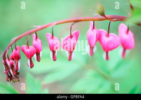 Splendida Rosa sanguinamento floreali cuore stelo in fioritura di Primavera Estate attraverso Jane Ann Butler JABP Fotografia776 Foto Stock