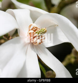 Magnolia soulangeana alba superba, splendida, bianco grande fiore di magnolia, molla preferito Jane Ann Butler JABP Fotografia476 Foto Stock