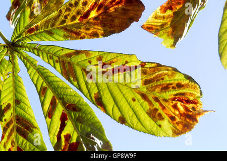 Wimbledon Londra,UK il 3 settembre 2016. Foglie retroilluminato iniziano a colori su Wimbledon Common nei primi segni di autunno Credito: amer ghazzal/Alamy Live News Foto Stock