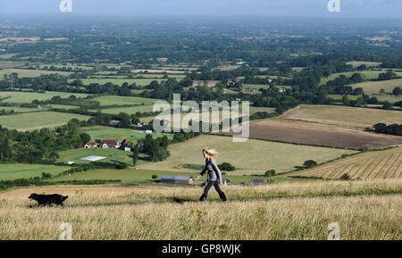 Devils Dyke Brighton Regno Unito il 3 settembre 2016 - Un dog walker gode di una bella calda mattina di sole sulla South Downs a Devils Dyke vicino a Brighton ma il meteo Le previsioni per diventare umidi in tutta la Gran Bretagna più tardi nella giornata di credito: Simon Dack/Alamy Live News Foto Stock