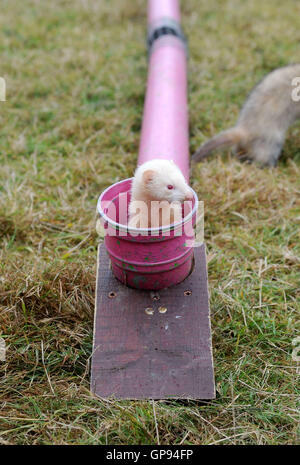 Dorchester Dorset, Regno Unito. 03Sep, 2016. Ferret racing Credit: Dorset Media Service/Alamy Live News Foto Stock