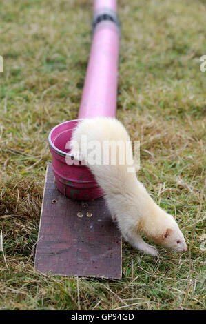 Dorchester Dorset, Regno Unito. 03Sep, 2016. Ferret racing Credit: Dorset Media Service/Alamy Live News Foto Stock