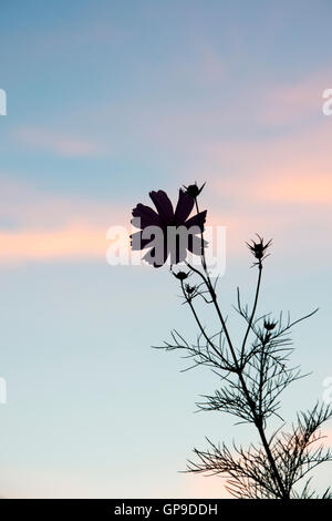Cosmos bipinnatus silhouette di fiori in Early Morning Light Foto Stock