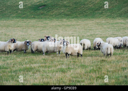 Scottish Blackface pecore / rams nei confini. Scozia Foto Stock