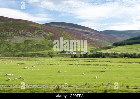 Calluna vulgaris. Fioritura viola heather sul pendio di una collina in Scottish Borders. Scozia Foto Stock