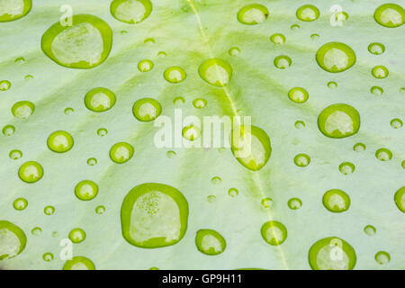 Le gocce di pioggia sul verde foglia di loto Foto Stock