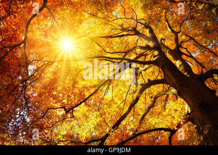 Autunno del sole che splende caldamente attraverso le foglie di un oro maestoso faggio, worm's eye Foto Stock