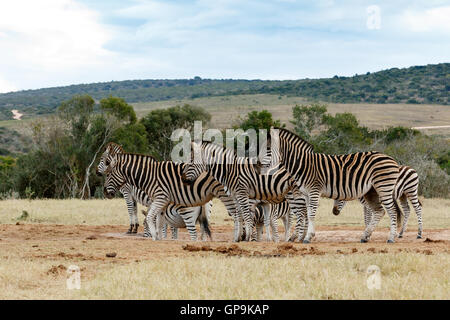 La Burchell zebra è una sottospecie meridionale della pianura zebra. Esso è chiamato dopo l'esploratore britannico Foto Stock