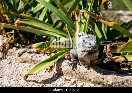 Messico wildlife libera iguana vivono vicino alla spiaggia Foto Stock