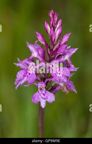 Avvistato comune (orchidea Dactylorhiza fuchsii) fiore Foto Stock