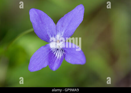 Inizio del cane (Viola Viola reichenbachiana) fiore Foto Stock