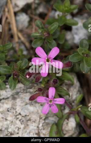 Rock Soapwort (Saponaria ocymoides) fiore Foto Stock