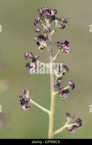 Cane (Figwort Scrophularia canina) fiore Foto Stock