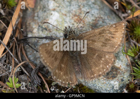 Squallido Skipper (Erynnis tages) farfalla crogiolarvi al sole su una pietra Foto Stock