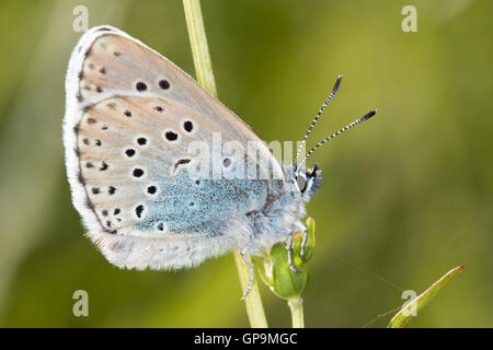 Grande Blu (Phengaris arion) farfalla Foto Stock