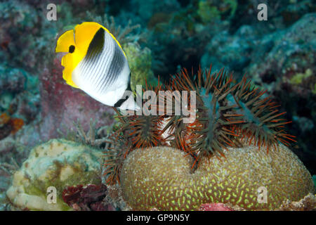 La corona di spine di stelle marine Acanthaster planci, mangiare corallo e di essere attaccato da un Butterflyfish. Foto Stock
