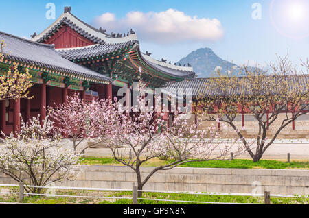 La fioritura dei ciliegi in Primavera di Gyeongbokgung Palace a Seoul, Corea Foto Stock