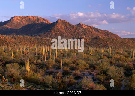 Stati Uniti d'America, Arizona, Parco nazionale del Saguaro, luce della sera su cactus Saguaro e Tucson montagne da Signal Hill. Foto Stock