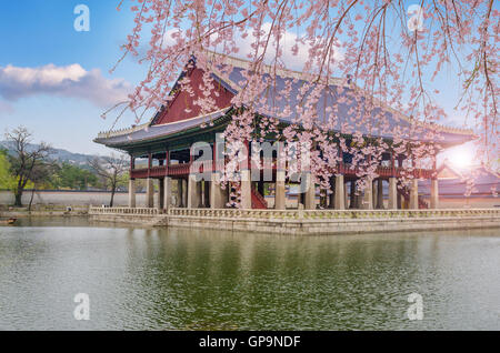 La fioritura dei ciliegi in Primavera di Gyeongbokgung Palace a Seoul, Corea. Foto Stock