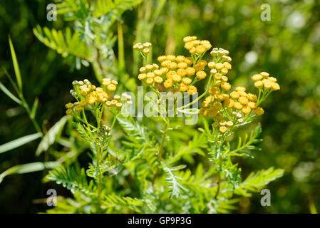 Tansy (Tanacetum vulgare), chiamato anche tansy comune, pulsanti di amaro, mucca amaro, o bottoni oro, crescendo in prossimità di un lago in K Foto Stock