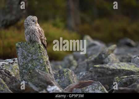 Ural Owl / Habichtskauz ( Strix uralensis ) arroccata su una roccia, allo spuntar del giorno, bellissimi colori, boreale naturale circostante. Foto Stock