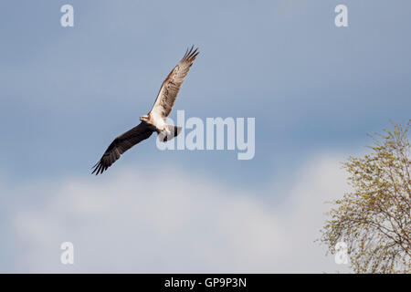Western Osprey / Fischadler ( Pandion haliaetus ) in volo, contro di colore bianco-blu cielo, ambiente naturale, fauna selvatica, Svezia. Foto Stock